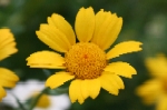Corn Marigold